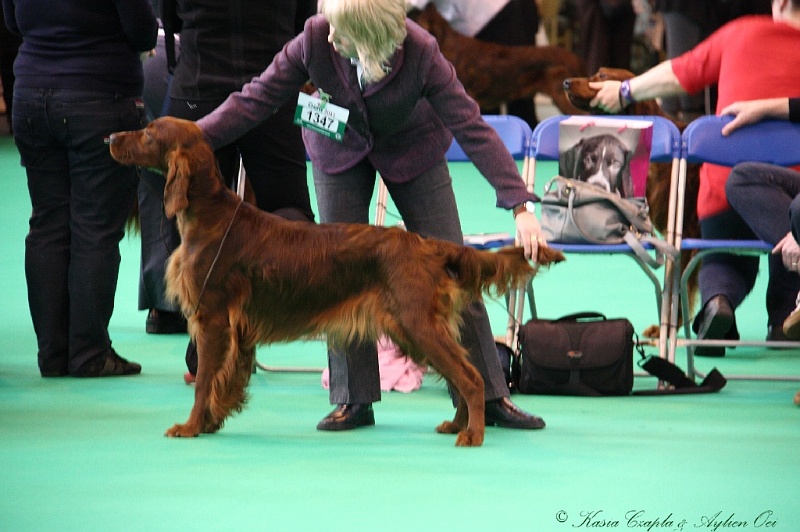 Crufts2011 174.jpg